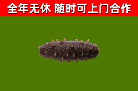 远安县回收海参干